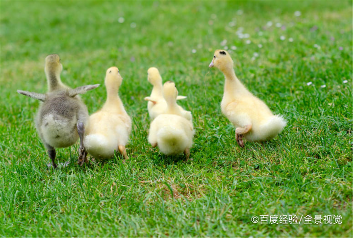 养小鸭子要注意些什么