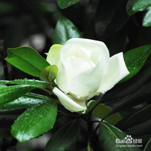 日常生活中该怎么养殖荷花玉兰？