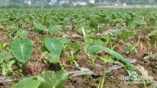 芋头怎么种什么时候种好 百度经验