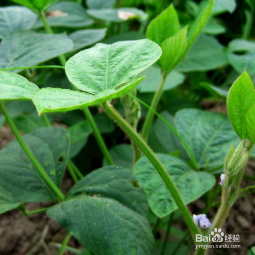 黑豆的养殖方法和注意事项