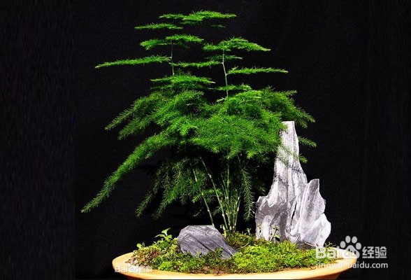 文竹叶子黄了应该怎么办