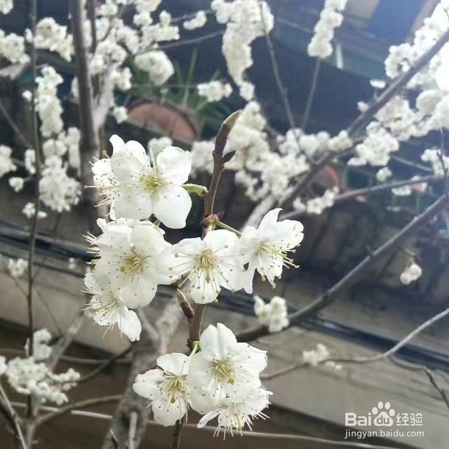 樱桃花与樱花不一样的呢