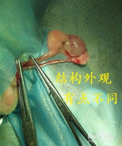 荷兰猪绝育要注意什么?