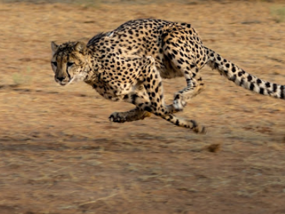 可以捕猎的野生动物有哪些