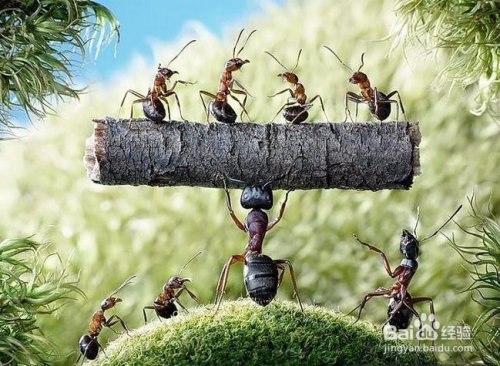 防治蚂蚁的妙招