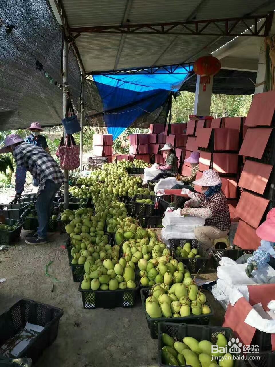 芒果烘干机芒果片烘干机使用技巧