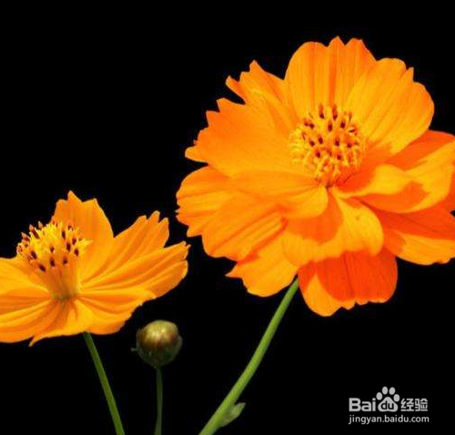 硫华菊怎么养？