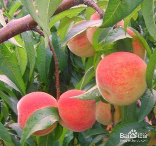 痒痒粉的简单制作方法