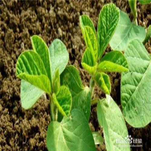 毛豆的种植时间和方法