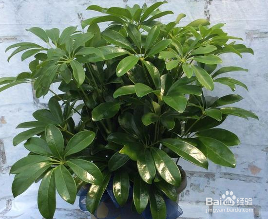 没有光照也能养好的植物怎么选？