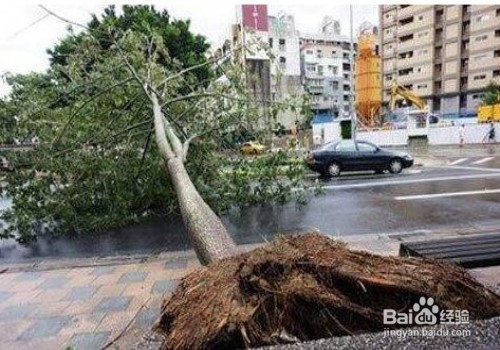台风“天鸽”来了怎么办