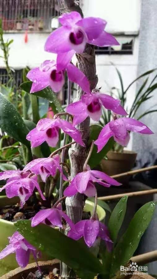 3种花“疾病”不喜欢，养1盆，一家老小身体好