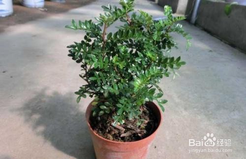 青香木应该怎么栽