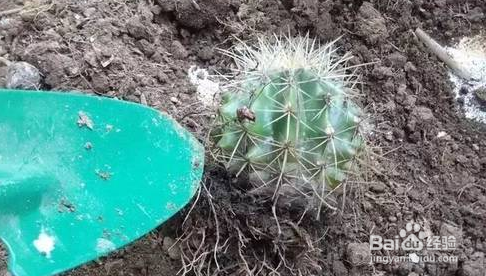 仙人球烂了怎么补救