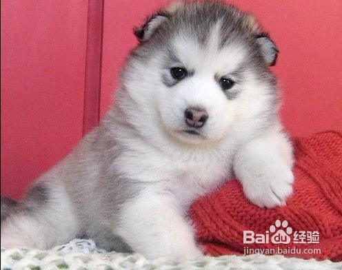 哈士奇各地价格的差异