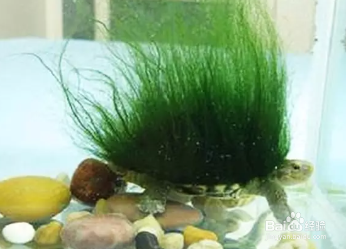绿毛龟的绿毛是怎么长出来的