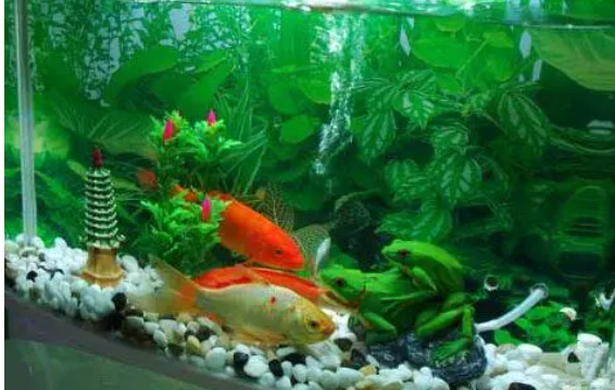 鱼缸底能在水里贴壁纸吗