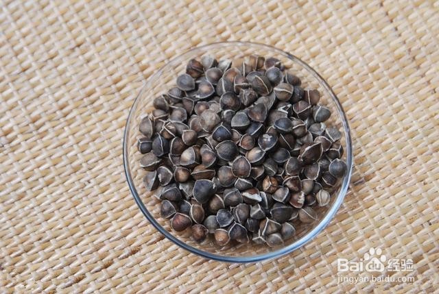 辣木籽食用的方法