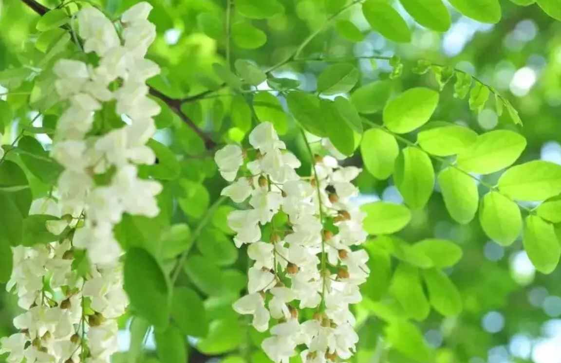 槐花怎么保存