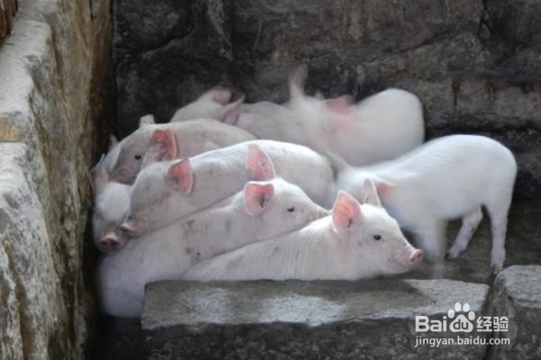 小猪肚子胀气解决方法有哪些?