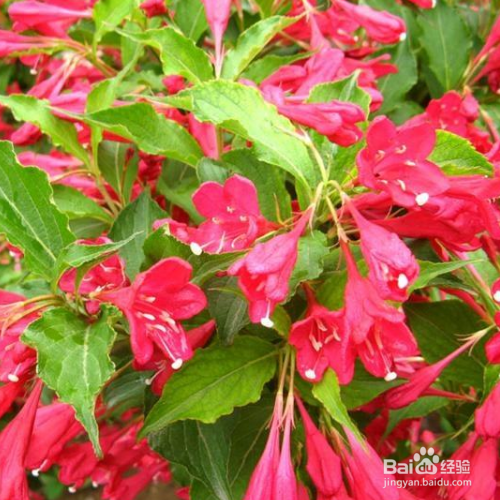 在家中如何养殖红王子锦带？