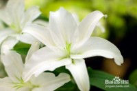 《心田上的百合花开》教案课件——心田花开