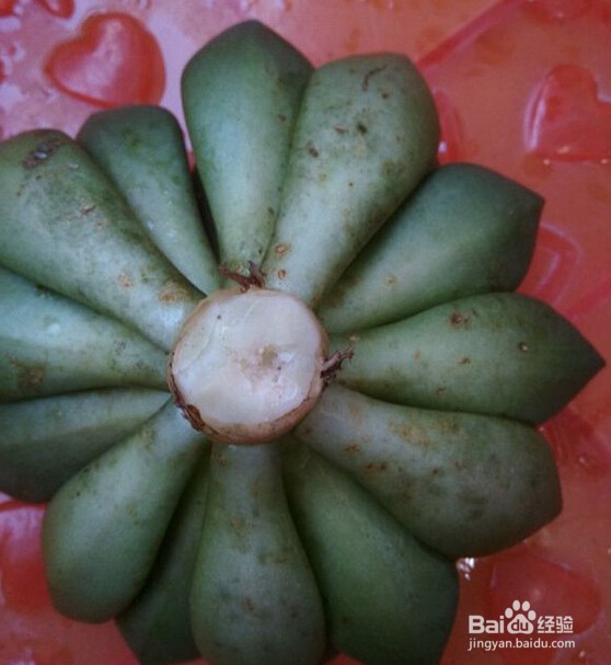 多肉植物黑腐病该怎么办