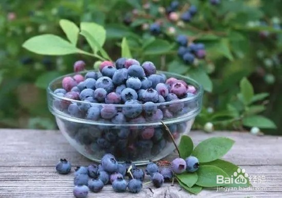 孕妇适合吃蓝莓吗？