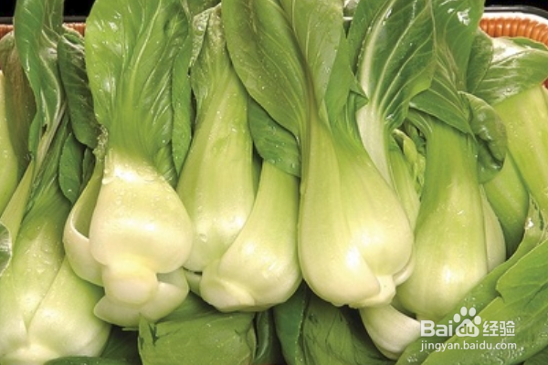 上海青怎么种植?