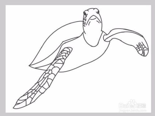 如何画一只遨游的海龟？