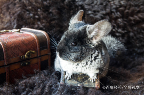 龙猫掉毛严重怎么办