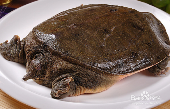 常吃甲鱼的好处和禁忌