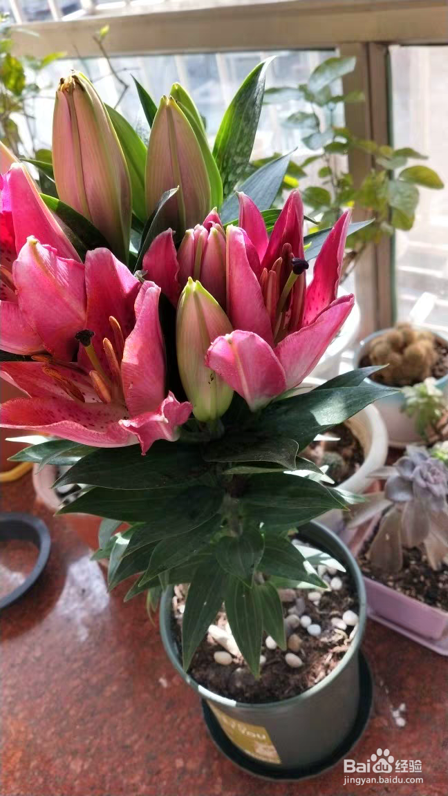 百合花养殖需要注意些什么呢