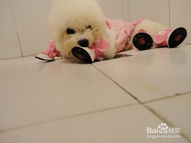 比熊犬的饲喂注意事项
