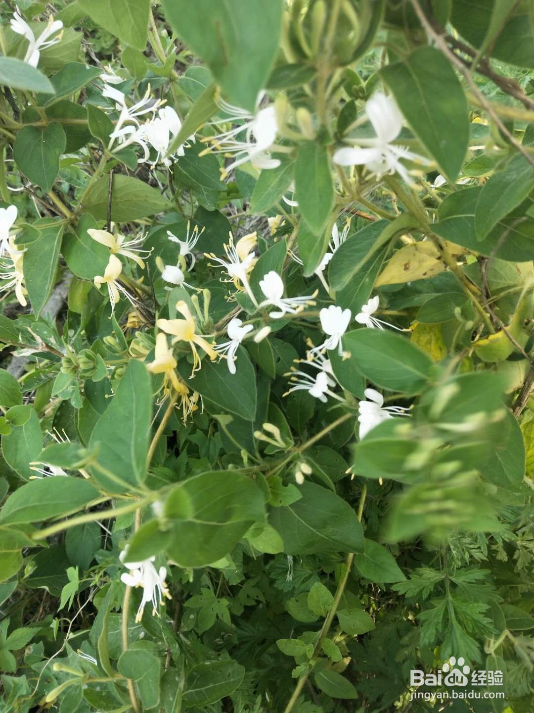 你见过金银花吗?