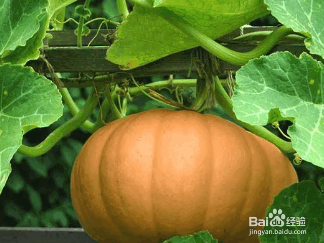 种植南瓜的注意事项