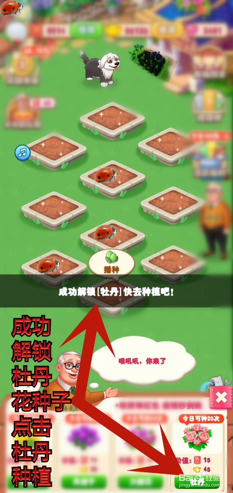 爷爷的花园怎么解锁杜丹花种植