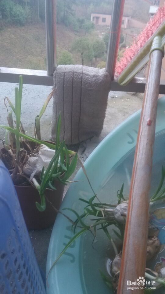 美食制作之红薯粉蛋饼