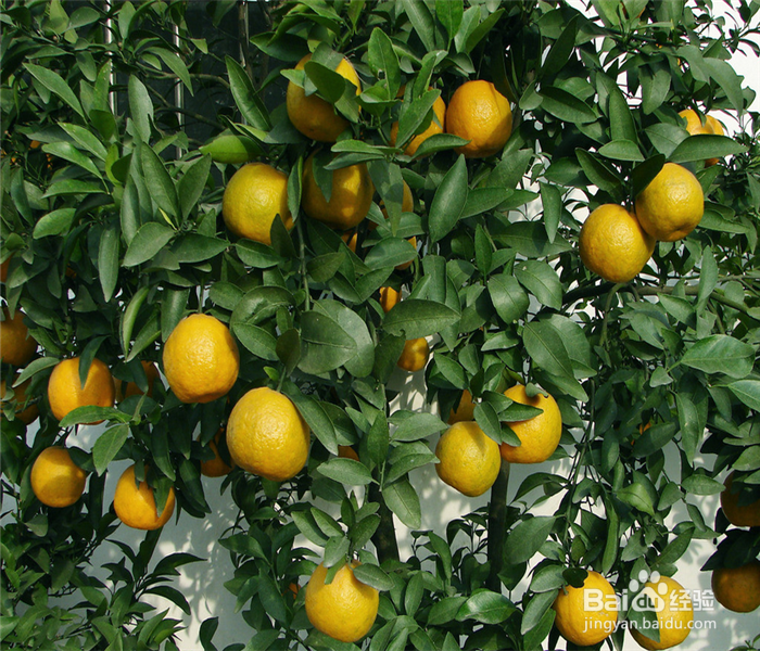 辐射多怎么办,以下食物能让你减少辐射的伤害