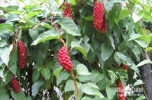 种植中药材五味子的技巧