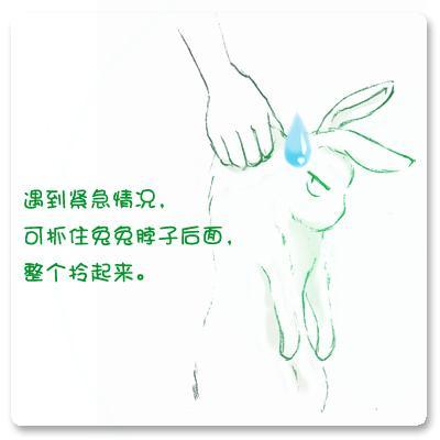 怎样以正确的姿势抱兔子