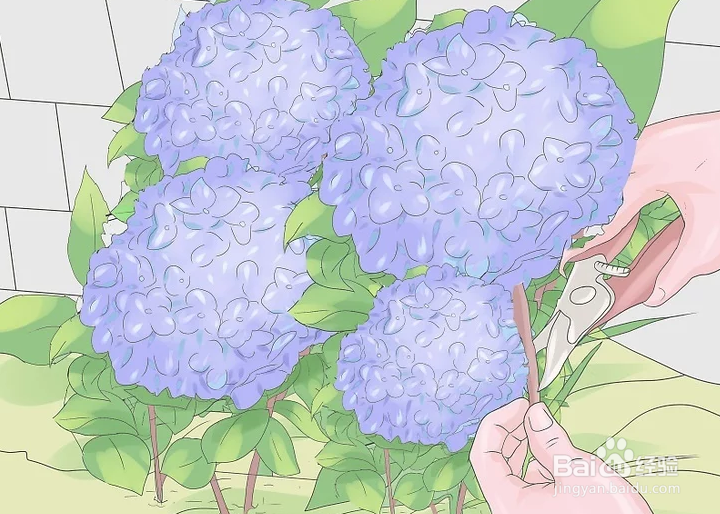 如何照顾绣球花