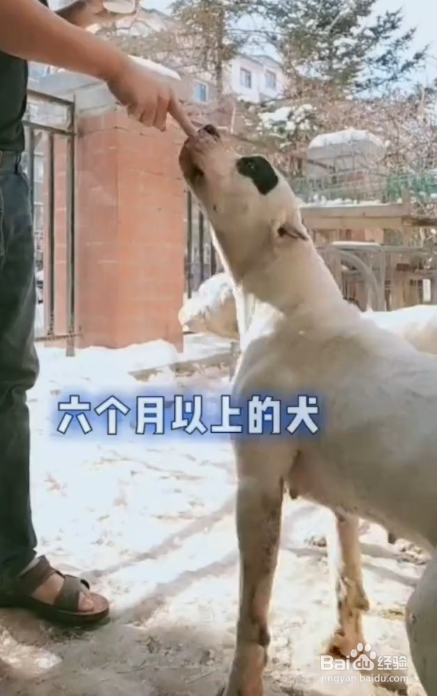 如何给狗狗做体内驱虫