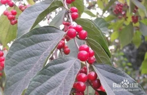 红果树怎么种植