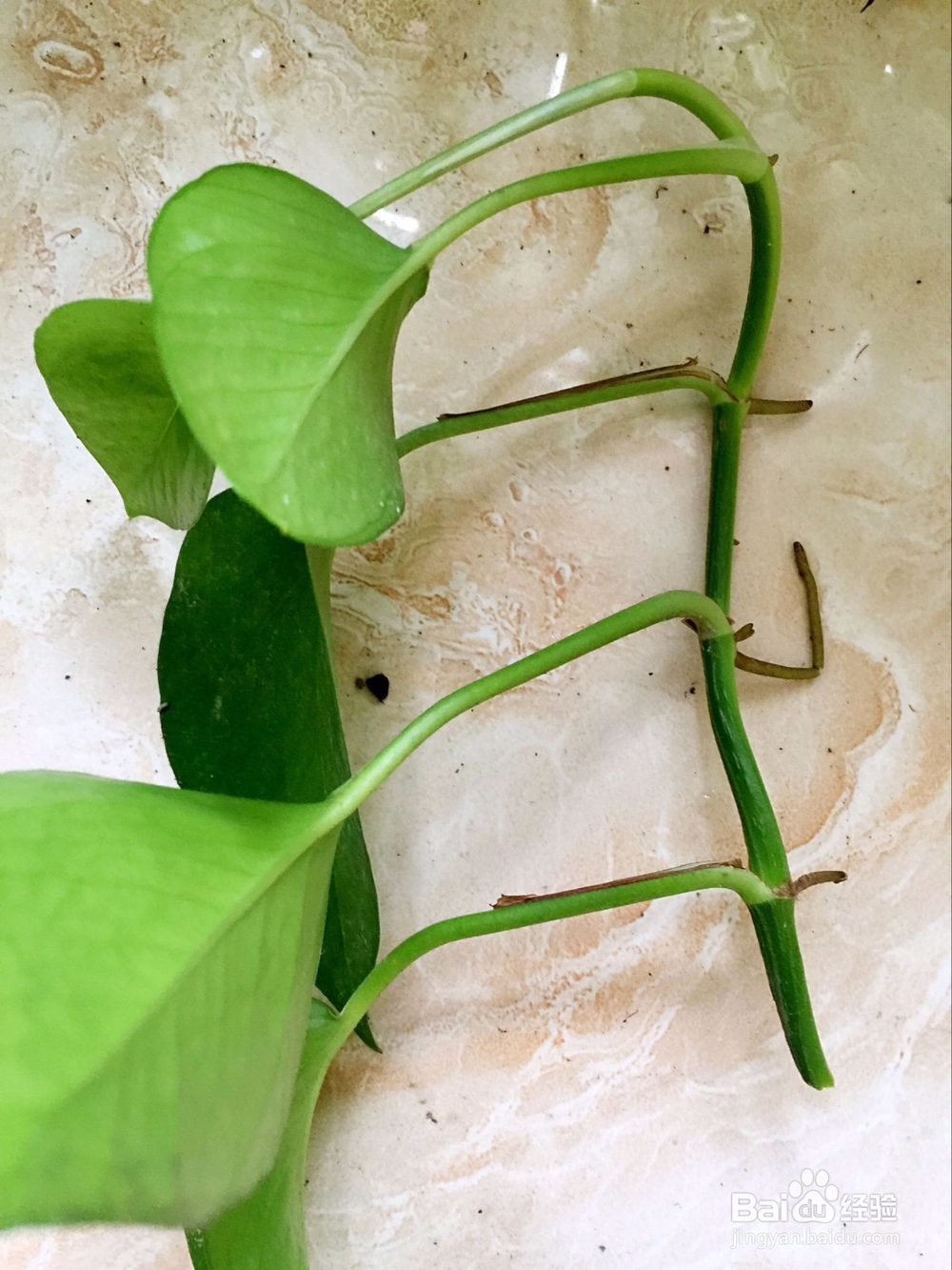 在家种植绿萝的繁殖方法之剪枝繁殖法