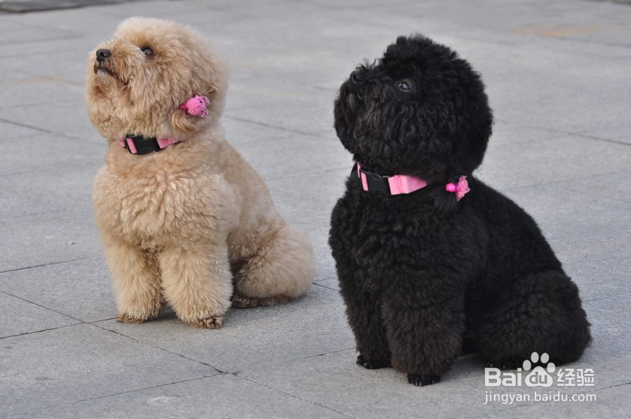 泰迪犬怎么喂养