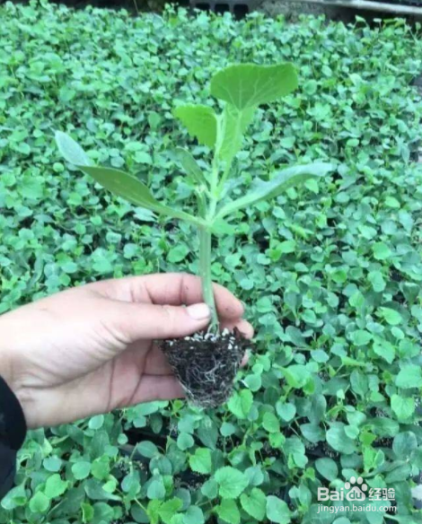 甜瓜种子怎么催芽