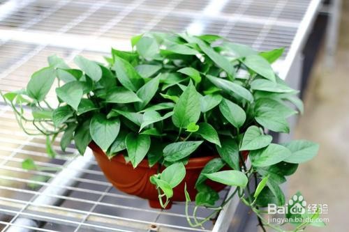 绿萝叶子发黄怎么补救