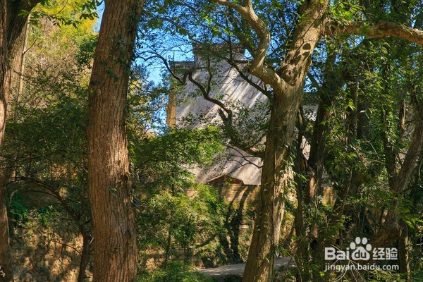 哪里油菜花不好看,为何要去婺源,给你一个答案