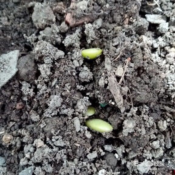 怎样室内培植水仙花